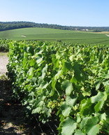 Les Barraquines Chardonnay - Face à Ludes - Champagne aout 2007